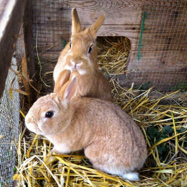 Kaninchen Butterblume Ganseblumchen Und Mohrchen Arche Kanaum Stiftung Fur Tierschutz