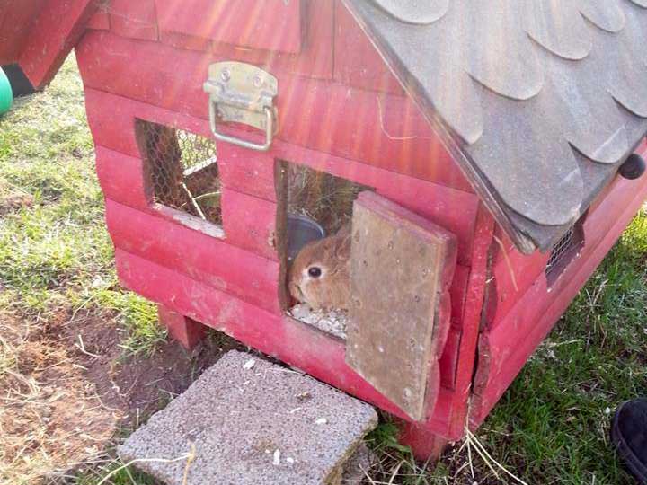 Kaninchen Butterblume Ganseblumchen Und Mohrchen Im Neuen Zuhause Arche Kanaum Stiftung Fur Tierschutz