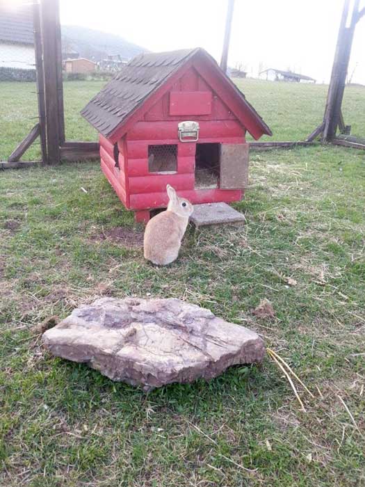 Kaninchen Butterblume Ganseblumchen Und Mohrchen Im Neuen Zuhause Arche Kanaum Stiftung Fur Tierschutz